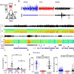 Pupil Dynamics-derived Sleep Stage Classification of a Head-fixed Mouse Using a Recurrent Neural Network [Published online in advanced , by J-STAGE]