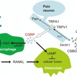 Senso-immunology: The Emerging Connection between Pain and Immunity [Published online Keio J Med, 72, 77-87, by J-STAGE]
