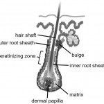 Molecular Basis of Hereditary Hair Diseases [Published online Keio J Med, 74, 27-36, by J-STAGE]